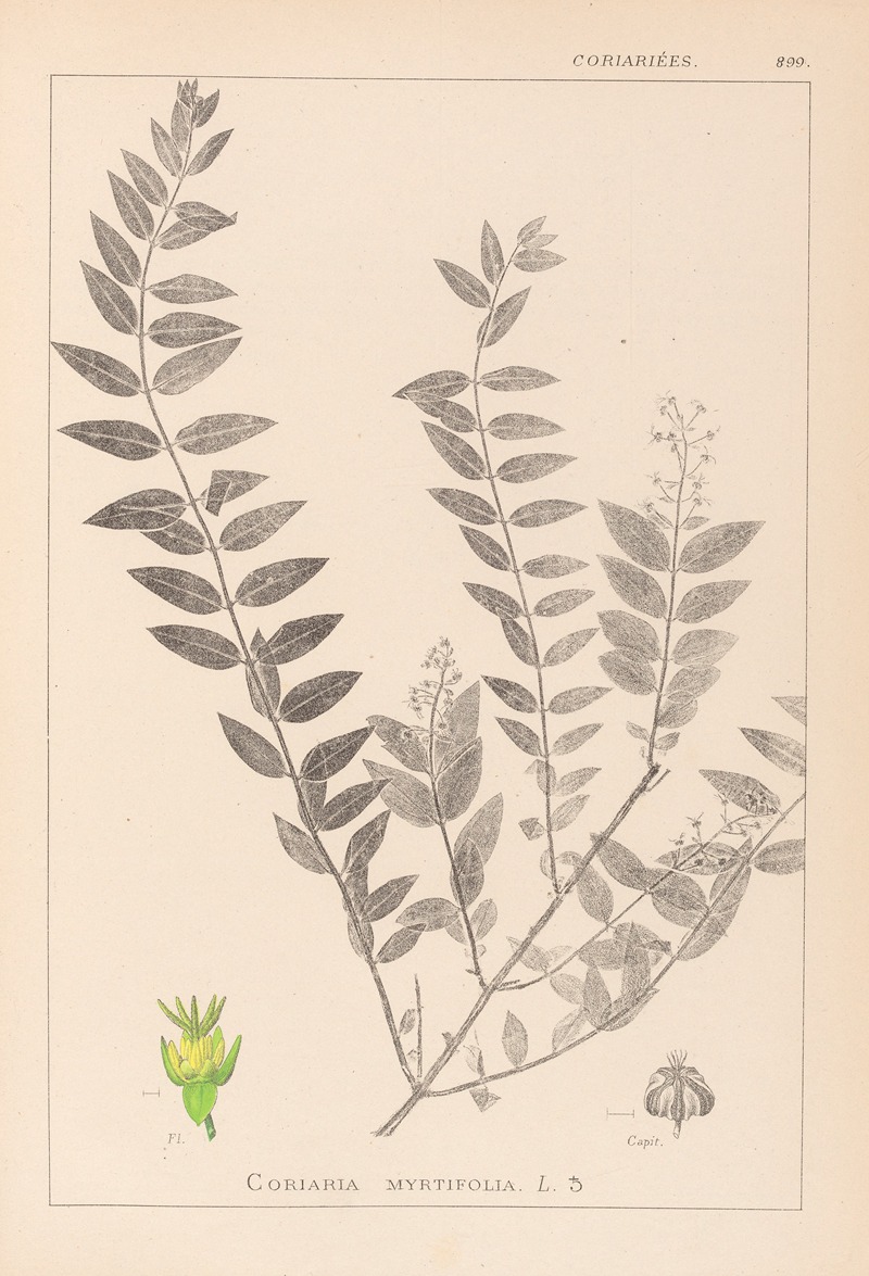 Louis Antoine Cusin - Herbier de la flore française Pl.0140