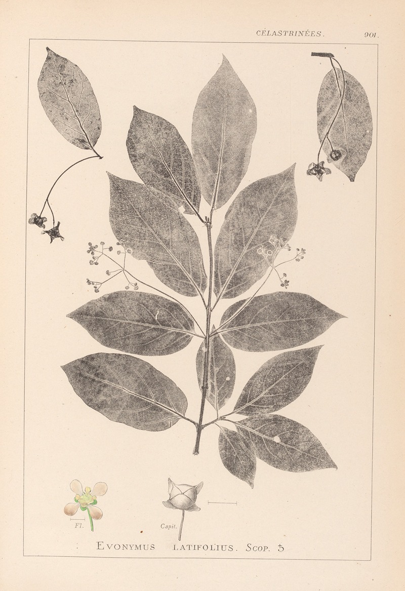 Louis Antoine Cusin - Herbier de la flore française Pl.0142