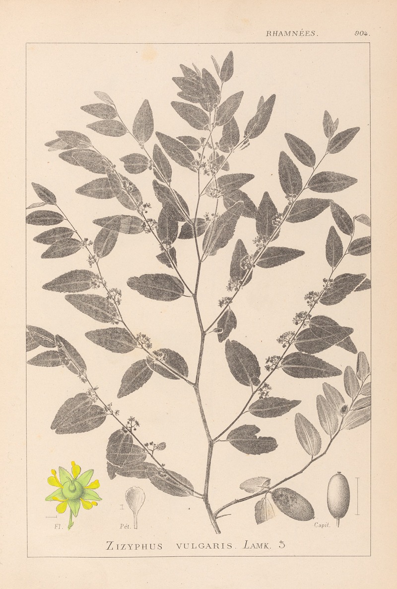 Louis Antoine Cusin - Herbier de la flore française Pl.0145