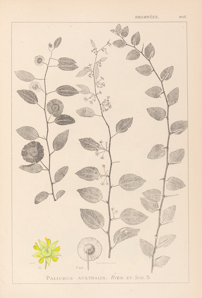 Louis Antoine Cusin - Herbier de la flore française Pl.0146