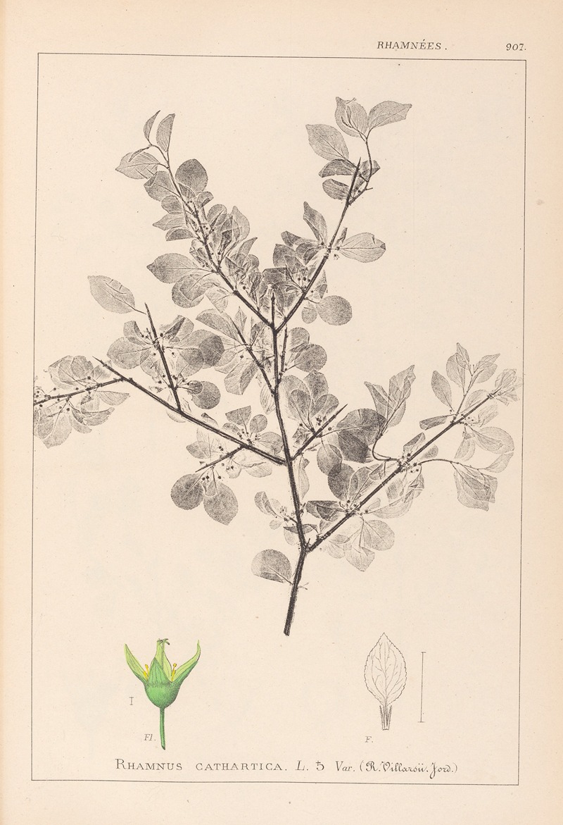 Louis Antoine Cusin - Herbier de la flore française Pl.0148