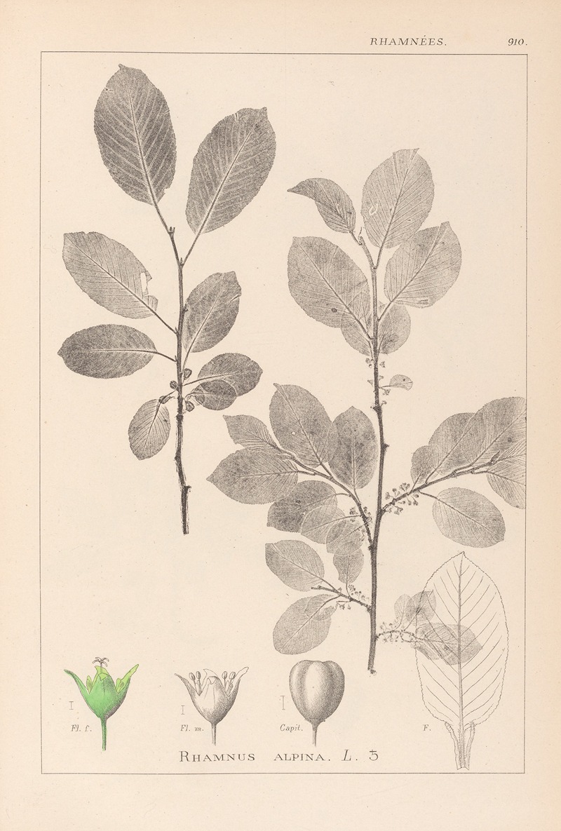 Louis Antoine Cusin - Herbier de la flore française Pl.0151