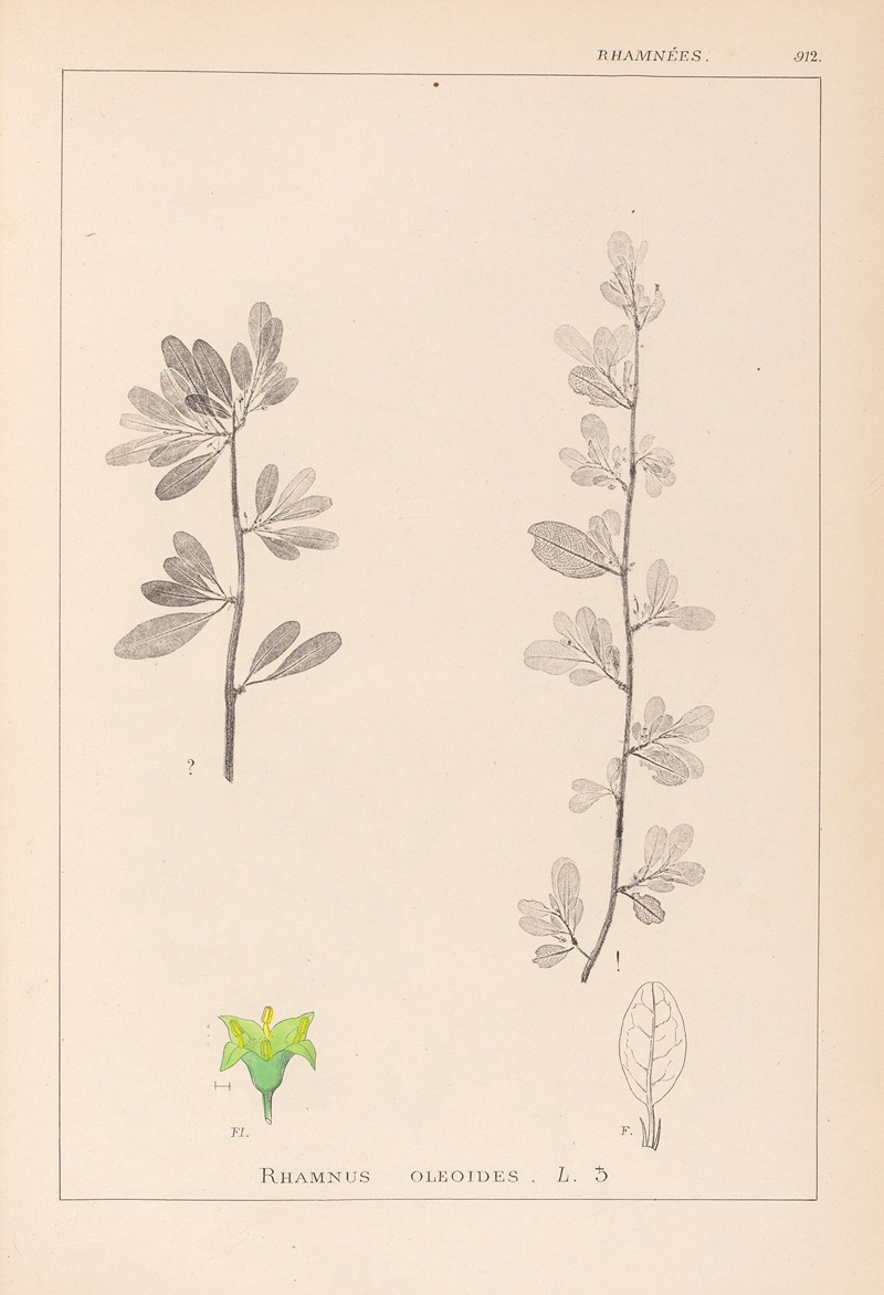 Louis Antoine Cusin - Herbier de la flore française Pl.0153