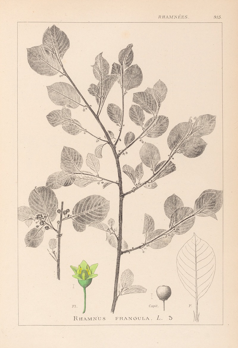 Louis Antoine Cusin - Herbier de la flore française Pl.0156
