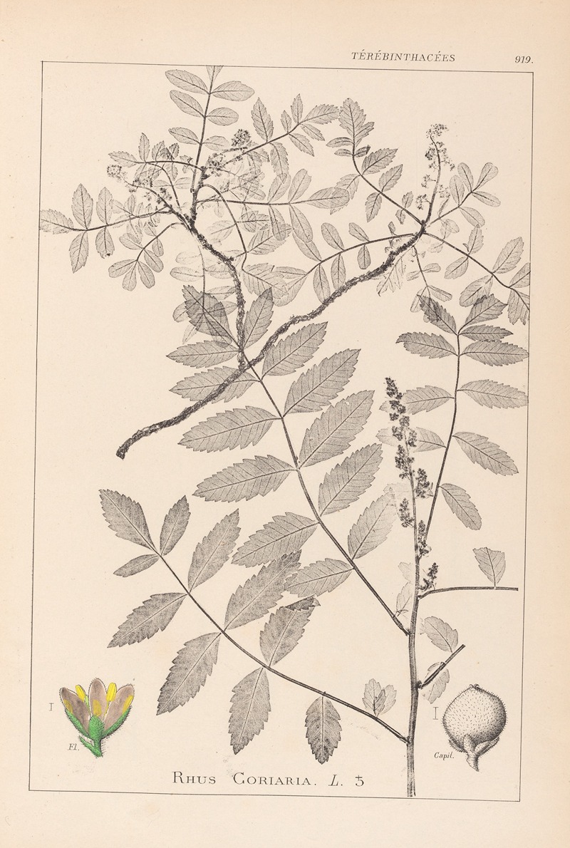Louis Antoine Cusin - Herbier de la flore française Pl.0160