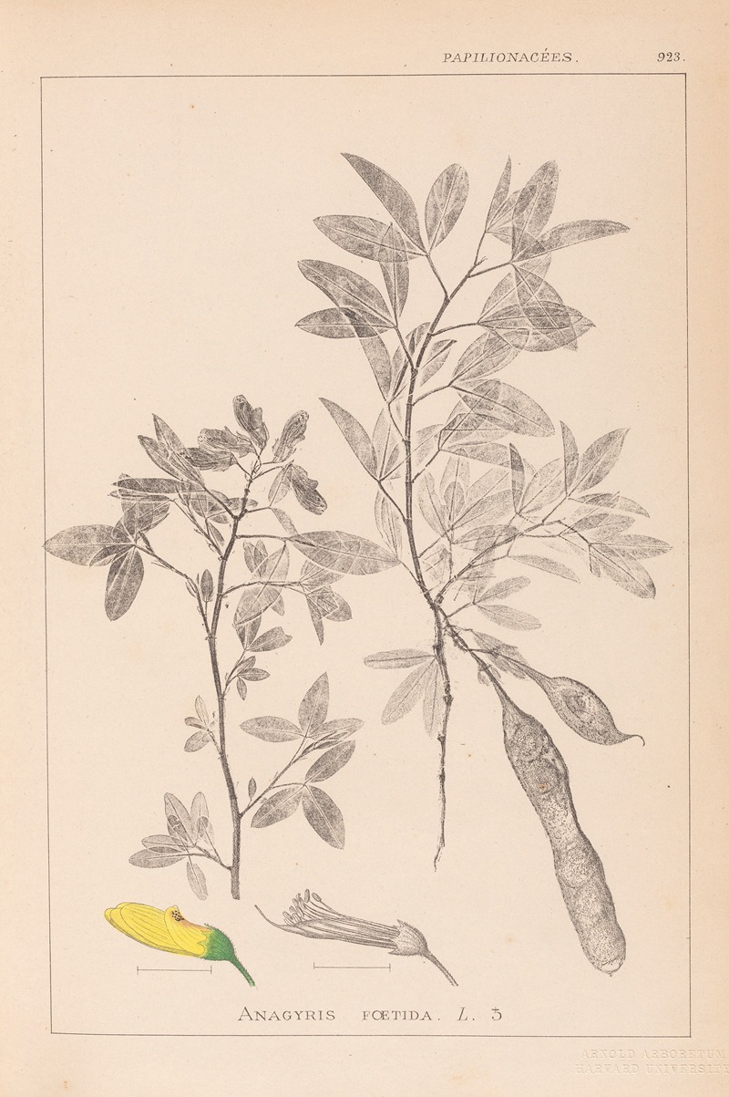 Louis Antoine Cusin - Herbier de la flore française Pl.0163