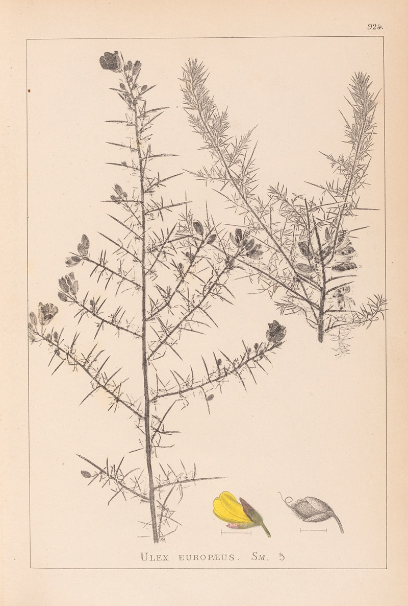 Louis Antoine Cusin - Herbier de la flore française Pl.0164