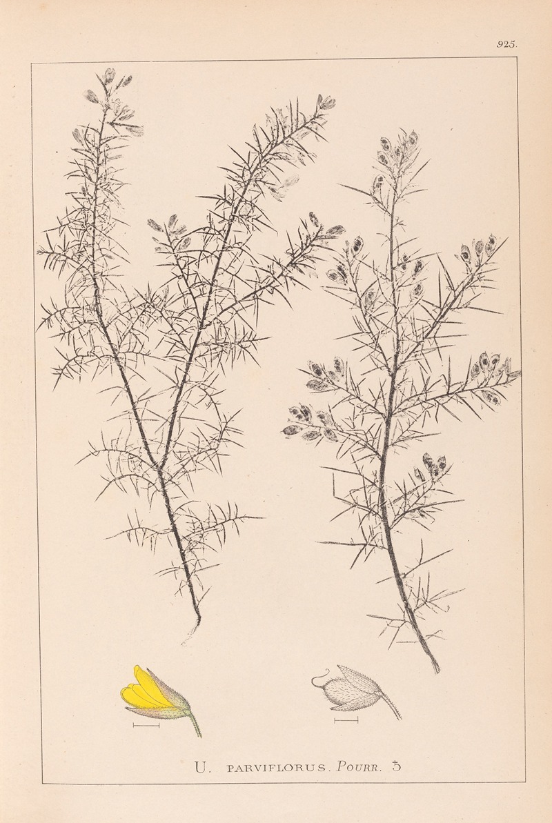 Louis Antoine Cusin - Herbier de la flore française Pl.0165