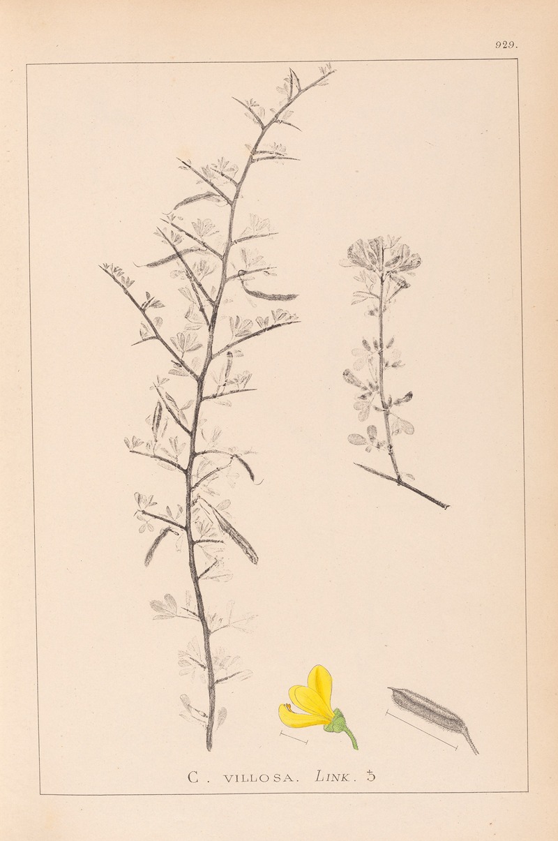 Louis Antoine Cusin - Herbier de la flore française Pl.0169