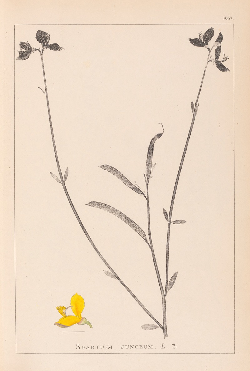 Louis Antoine Cusin - Herbier de la flore française Pl.0170