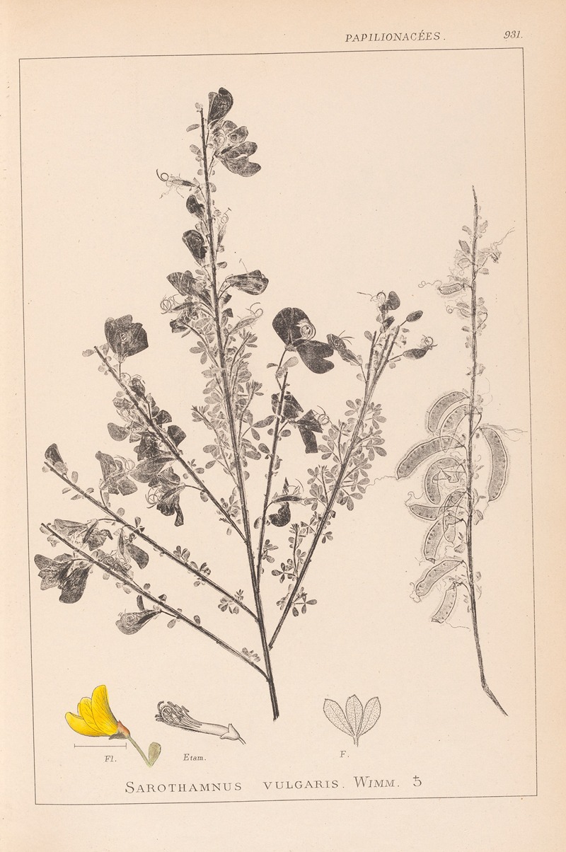 Louis Antoine Cusin - Herbier de la flore française Pl.0171