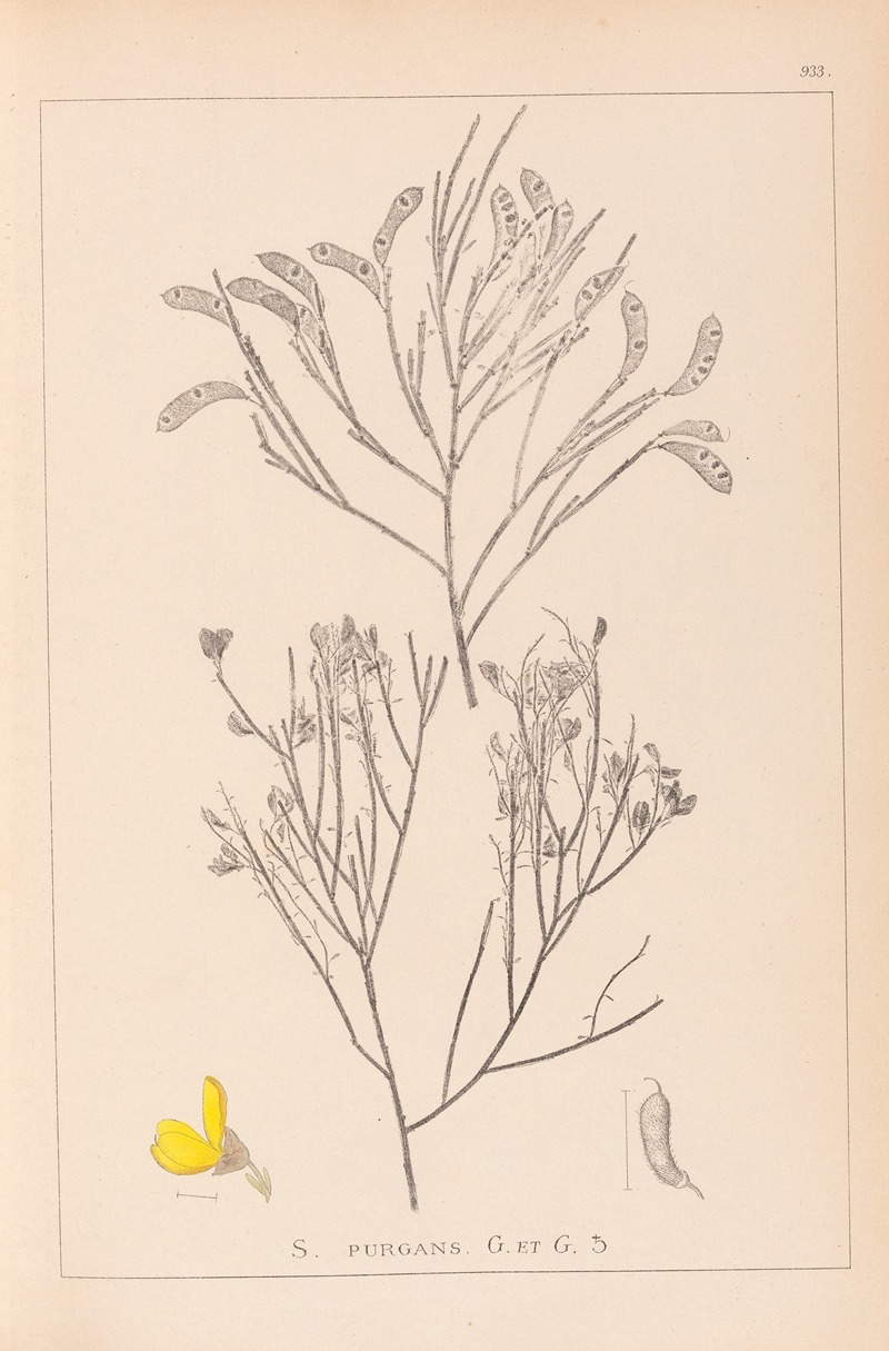 Louis Antoine Cusin - Herbier de la flore française Pl.0173