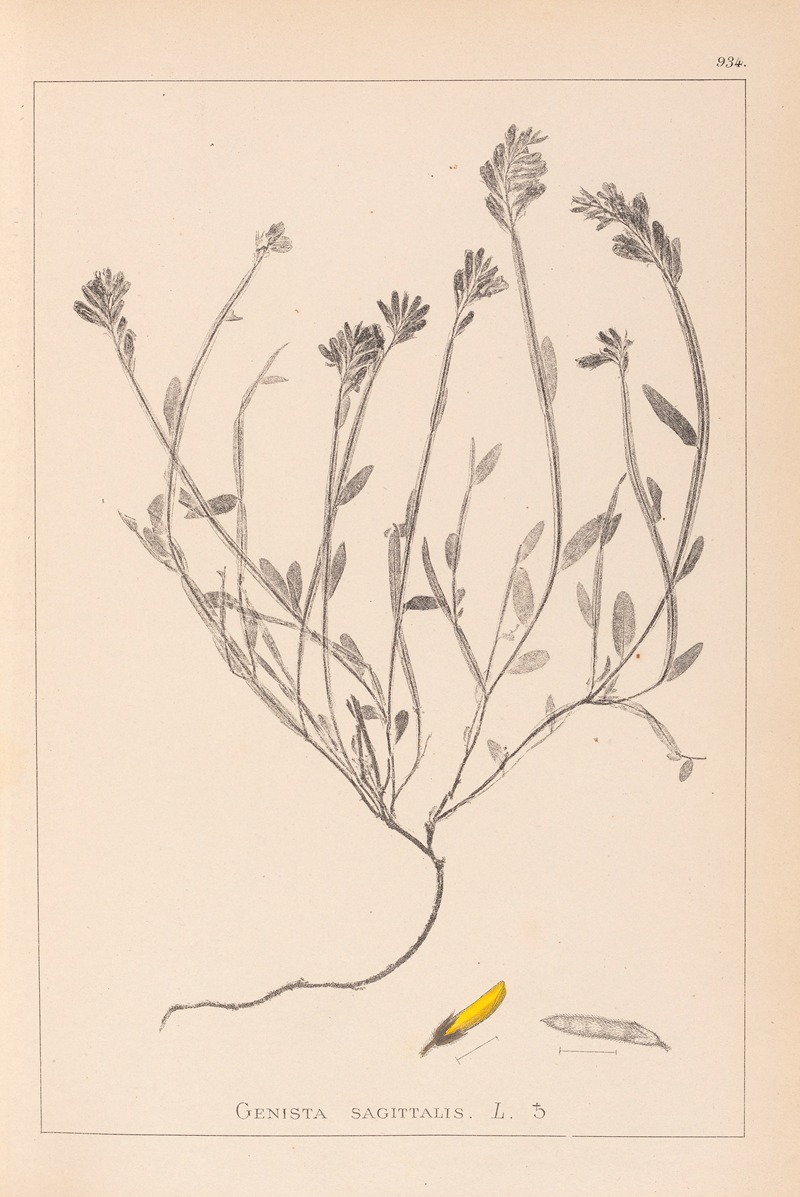 Louis Antoine Cusin - Herbier de la flore française Pl.0174