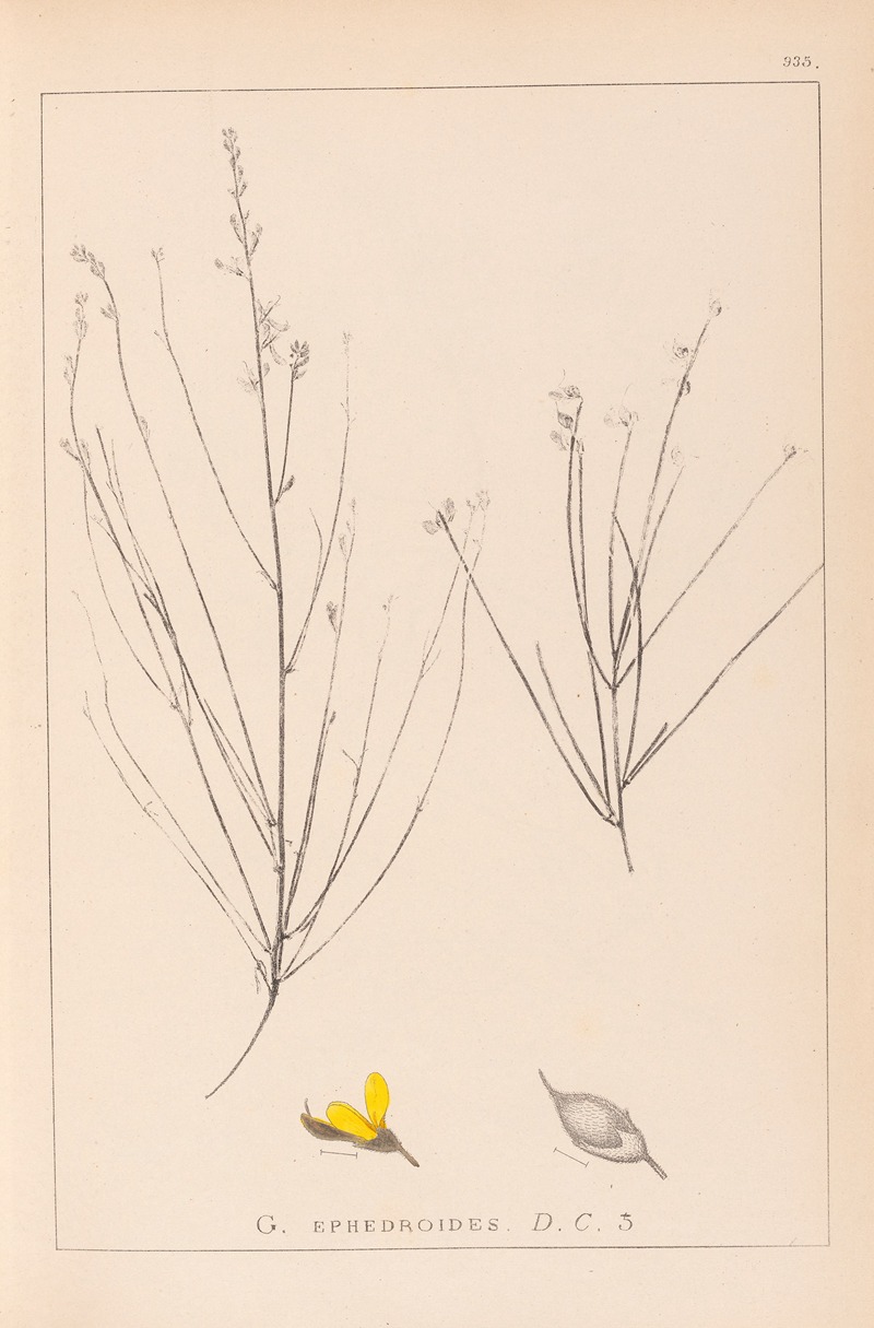 Louis Antoine Cusin - Herbier de la flore française Pl.0175