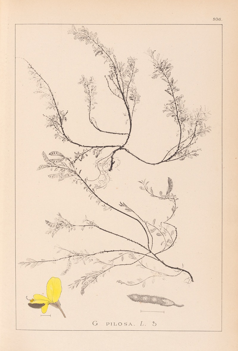 Louis Antoine Cusin - Herbier de la flore française Pl.0176