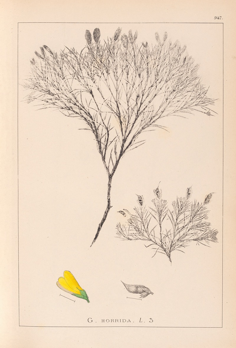 Louis Antoine Cusin - Herbier de la flore française Pl.0187