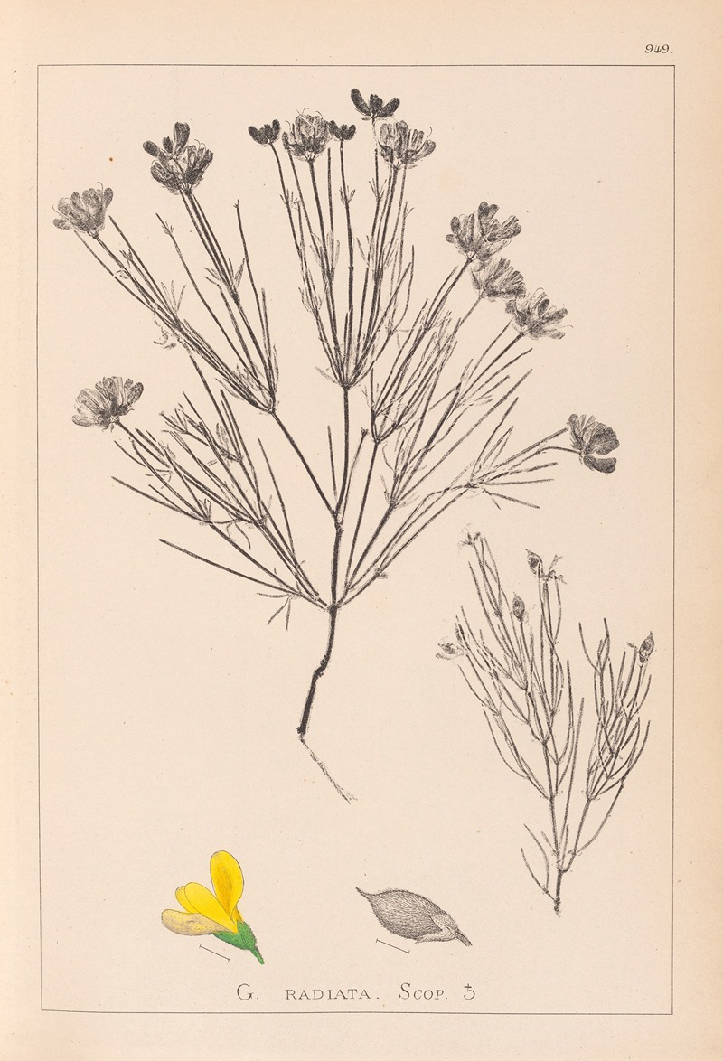 Louis Antoine Cusin - Herbier de la flore française Pl.0189