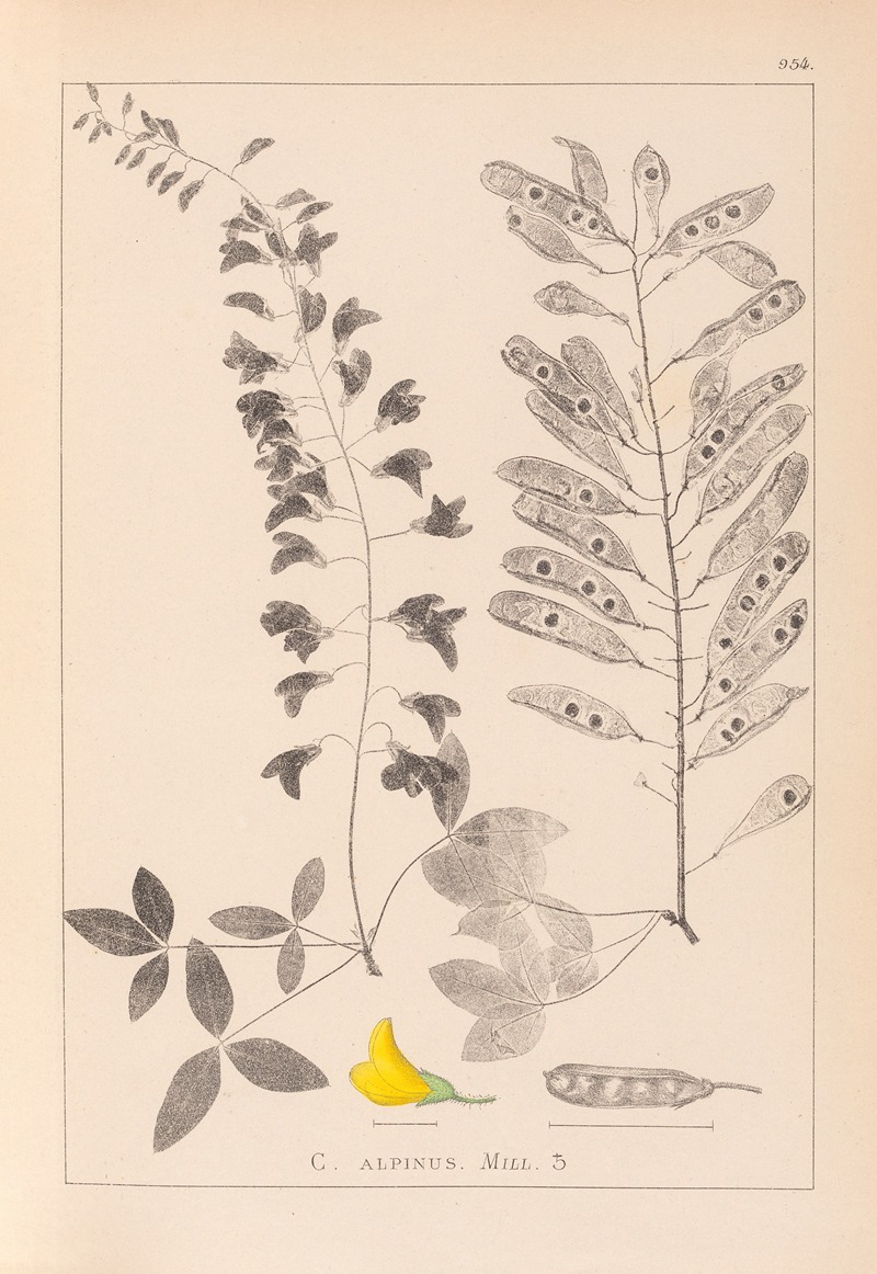 Louis Antoine Cusin - Herbier de la flore française Pl.0192
