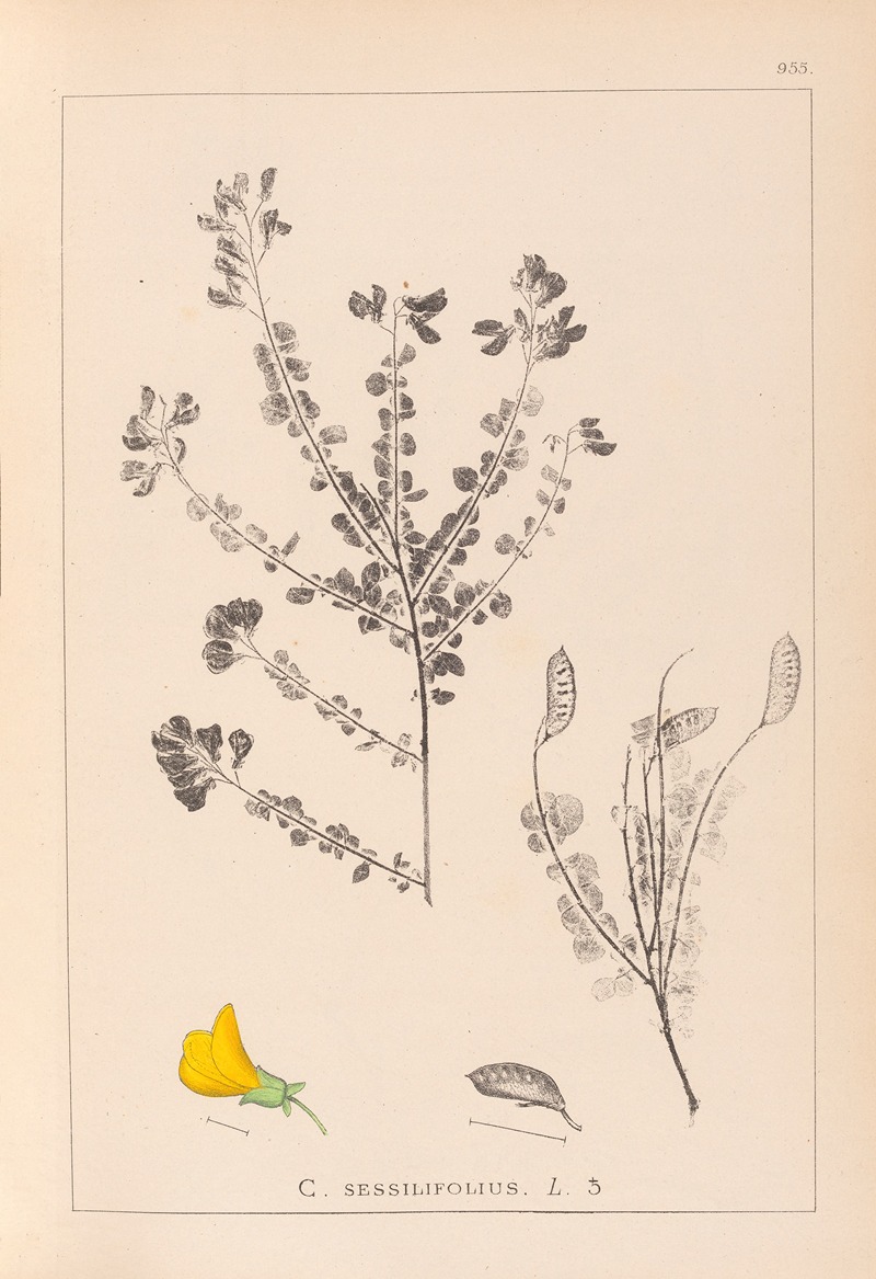 Louis Antoine Cusin - Herbier de la flore française Pl.0193