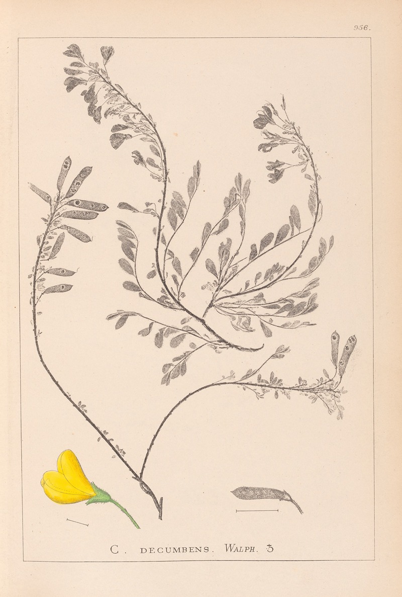 Louis Antoine Cusin - Herbier de la flore française Pl.0194