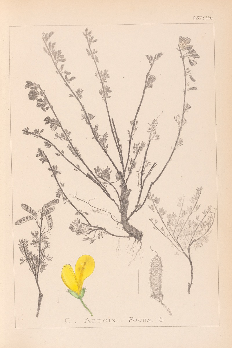 Louis Antoine Cusin - Herbier de la flore française Pl.0196