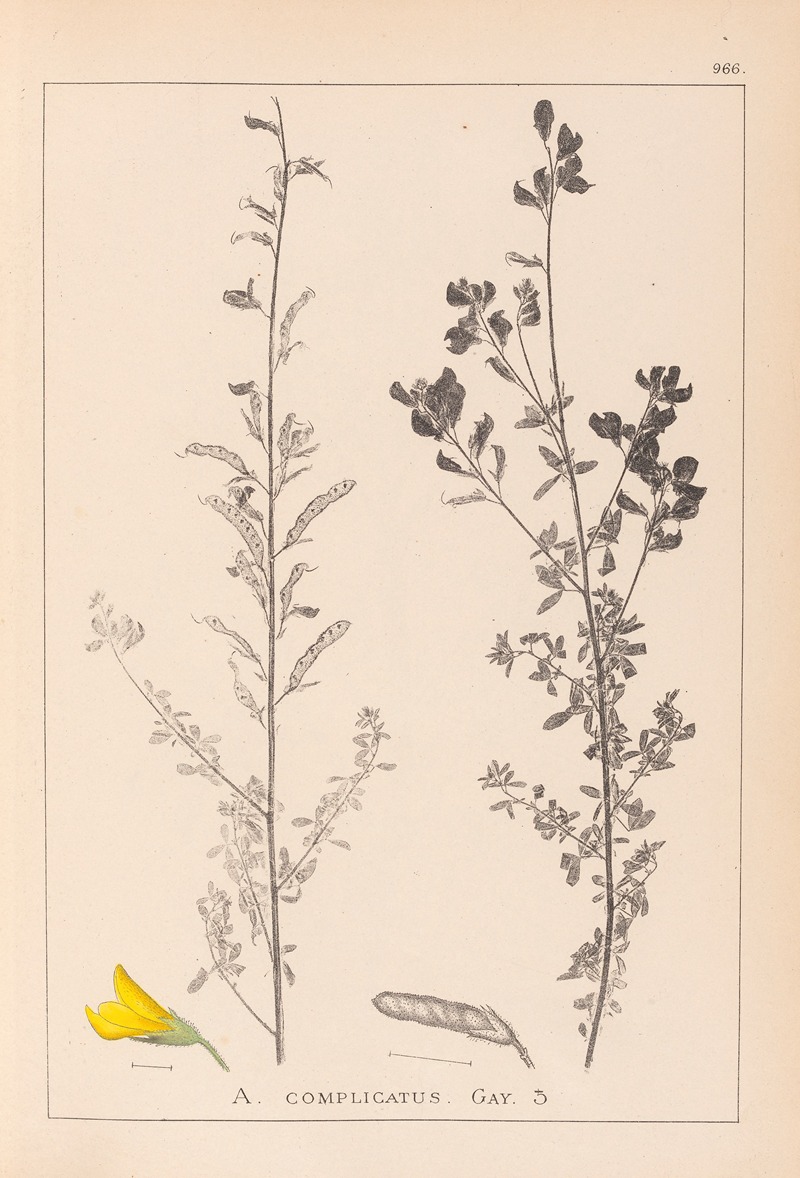 Louis Antoine Cusin - Herbier de la flore française Pl.0205