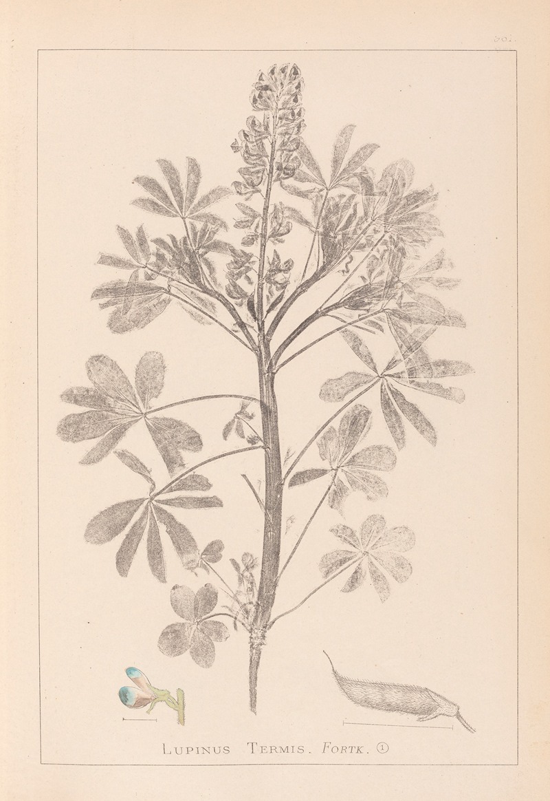 Louis Antoine Cusin - Herbier de la flore française Pl.0206