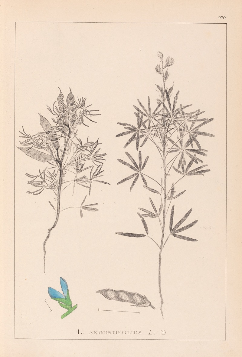 Louis Antoine Cusin - Herbier de la flore française Pl.0209