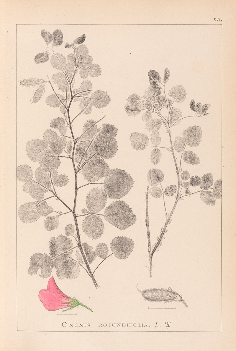 Louis Antoine Cusin - Herbier de la flore française Pl.0210