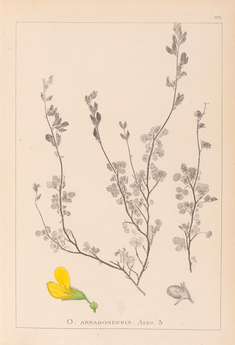 Louis Antoine Cusin - Herbier de la flore française Pl.0212