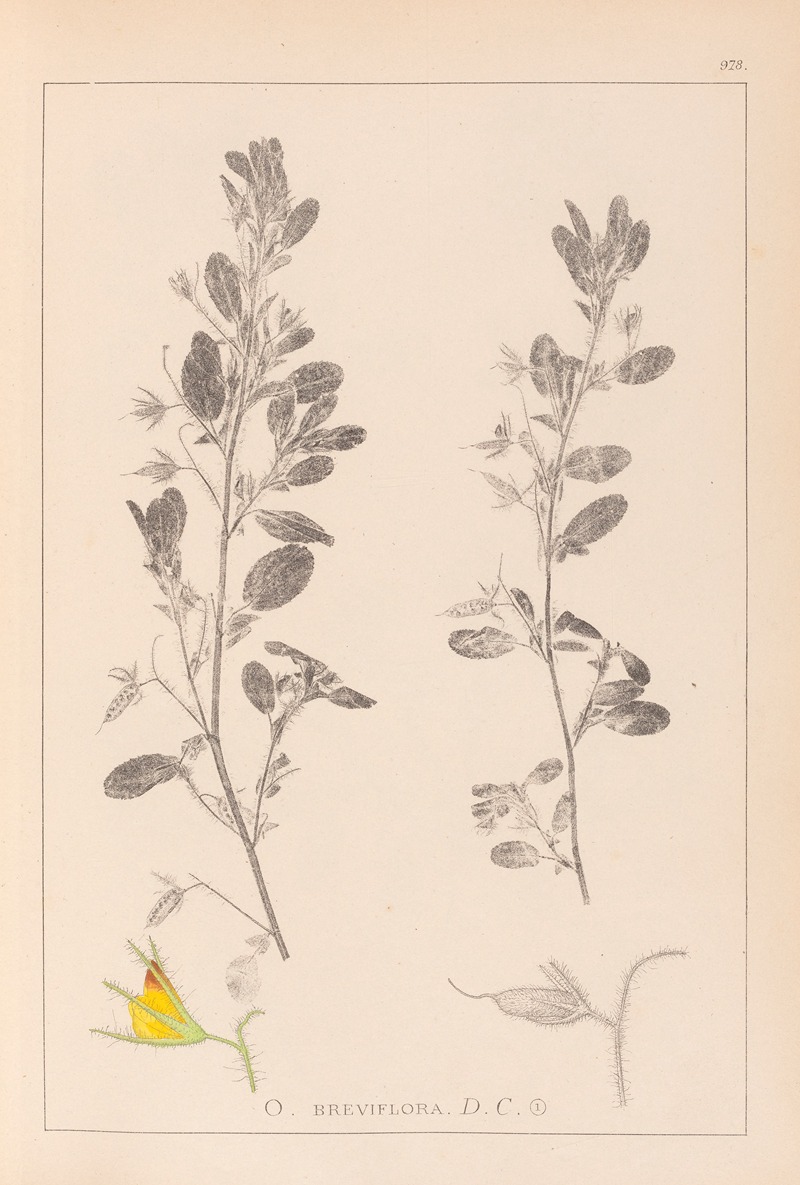 Louis Antoine Cusin - Herbier de la flore française Pl.0217