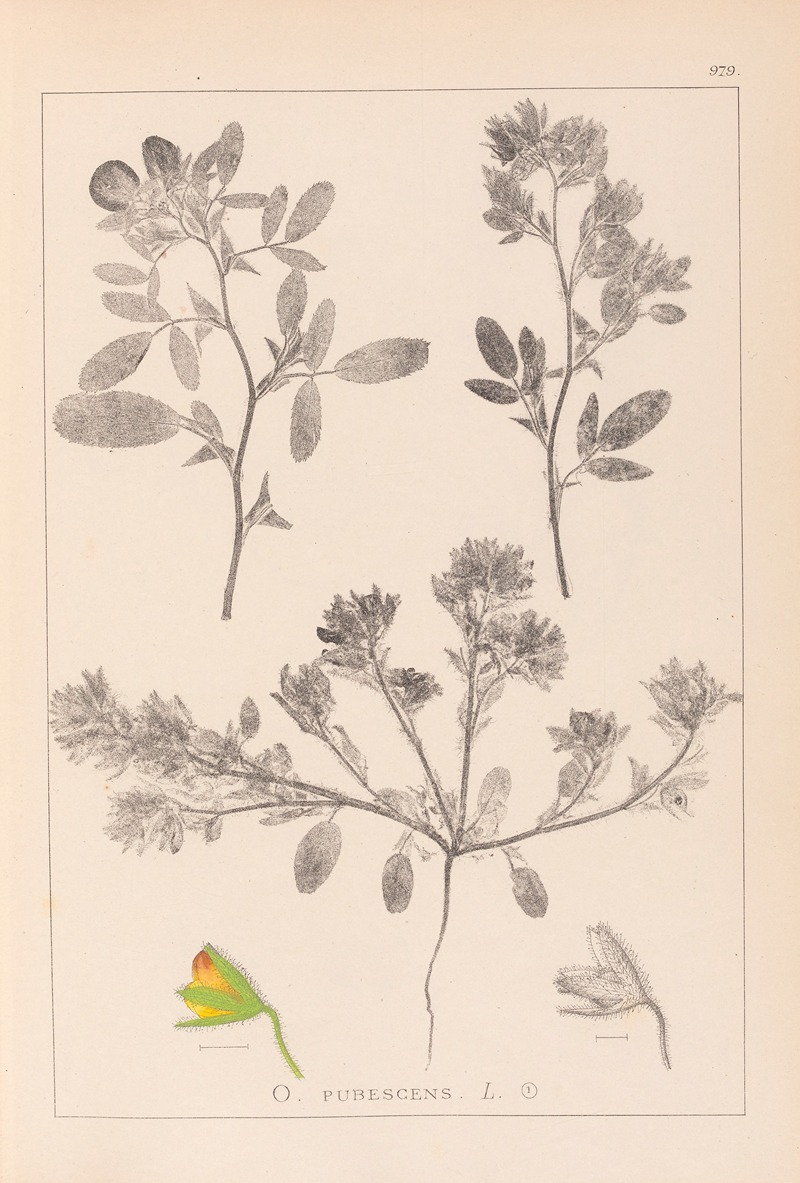 Louis Antoine Cusin - Herbier de la flore française Pl.0218