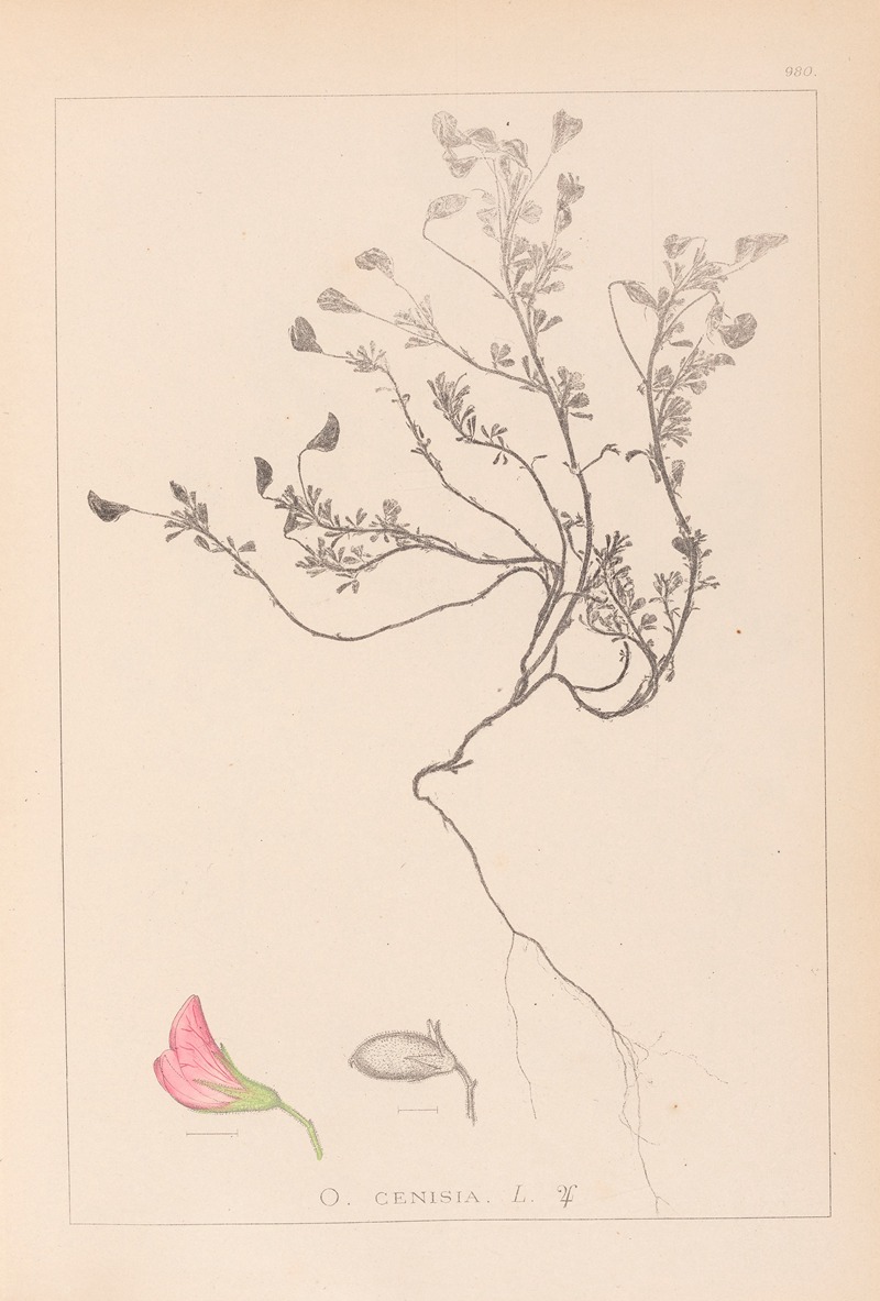 Louis Antoine Cusin - Herbier de la flore française Pl.0219