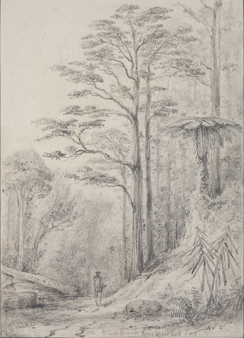 William Swainson - Black birch forest, Upper Hutt