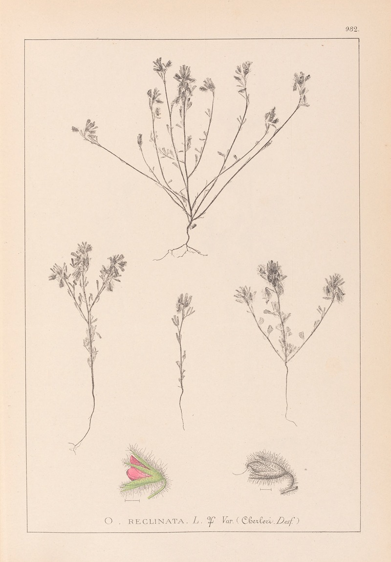 Louis Antoine Cusin - Herbier de la flore française Pl.0221