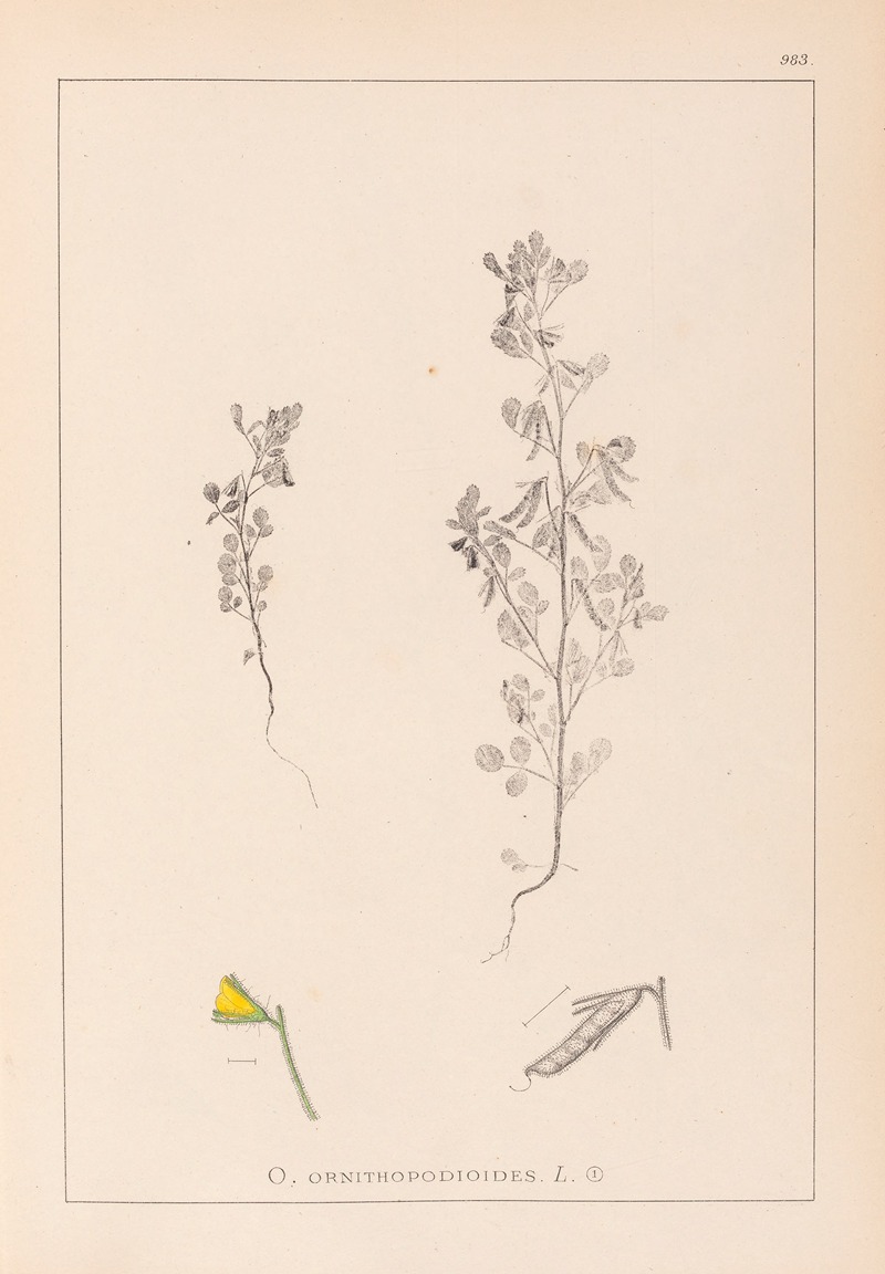 Louis Antoine Cusin - Herbier de la flore française Pl.0222