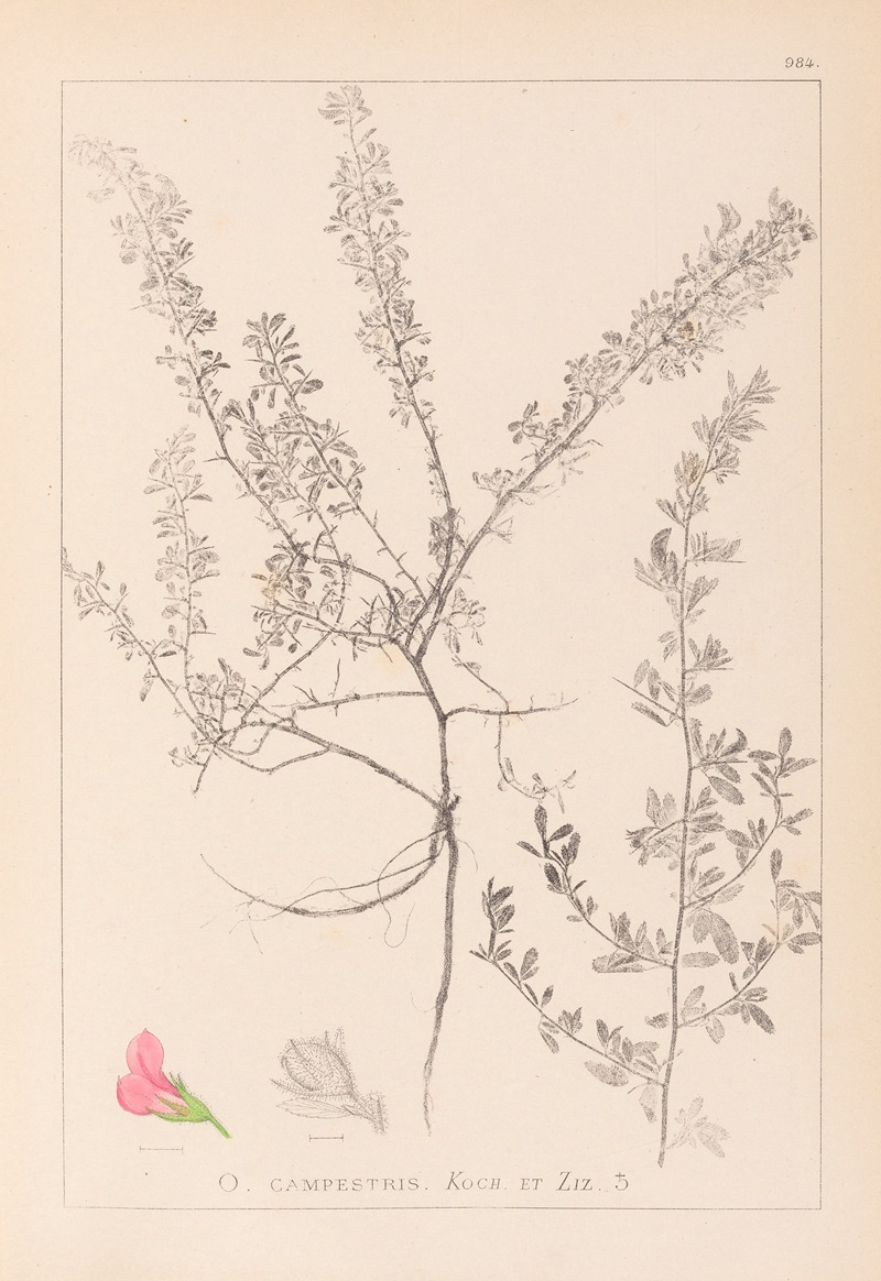 Louis Antoine Cusin - Herbier de la flore française Pl.0223