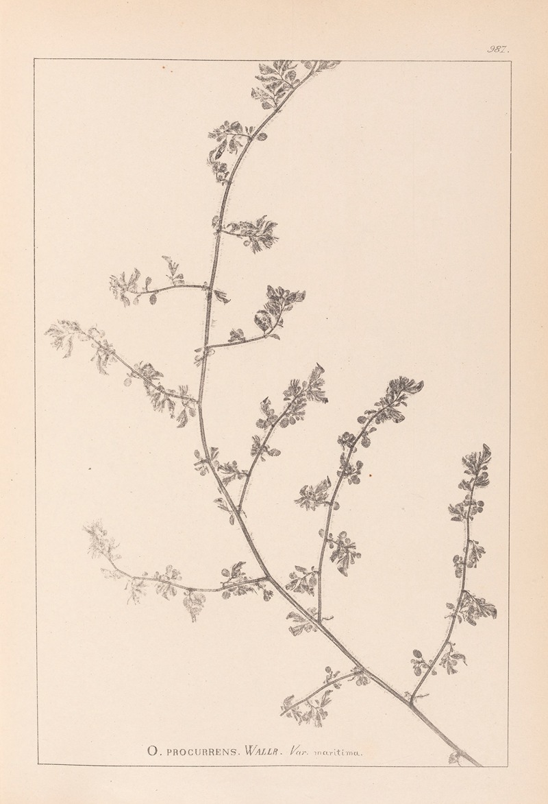 Louis Antoine Cusin - Herbier de la flore française Pl.0226