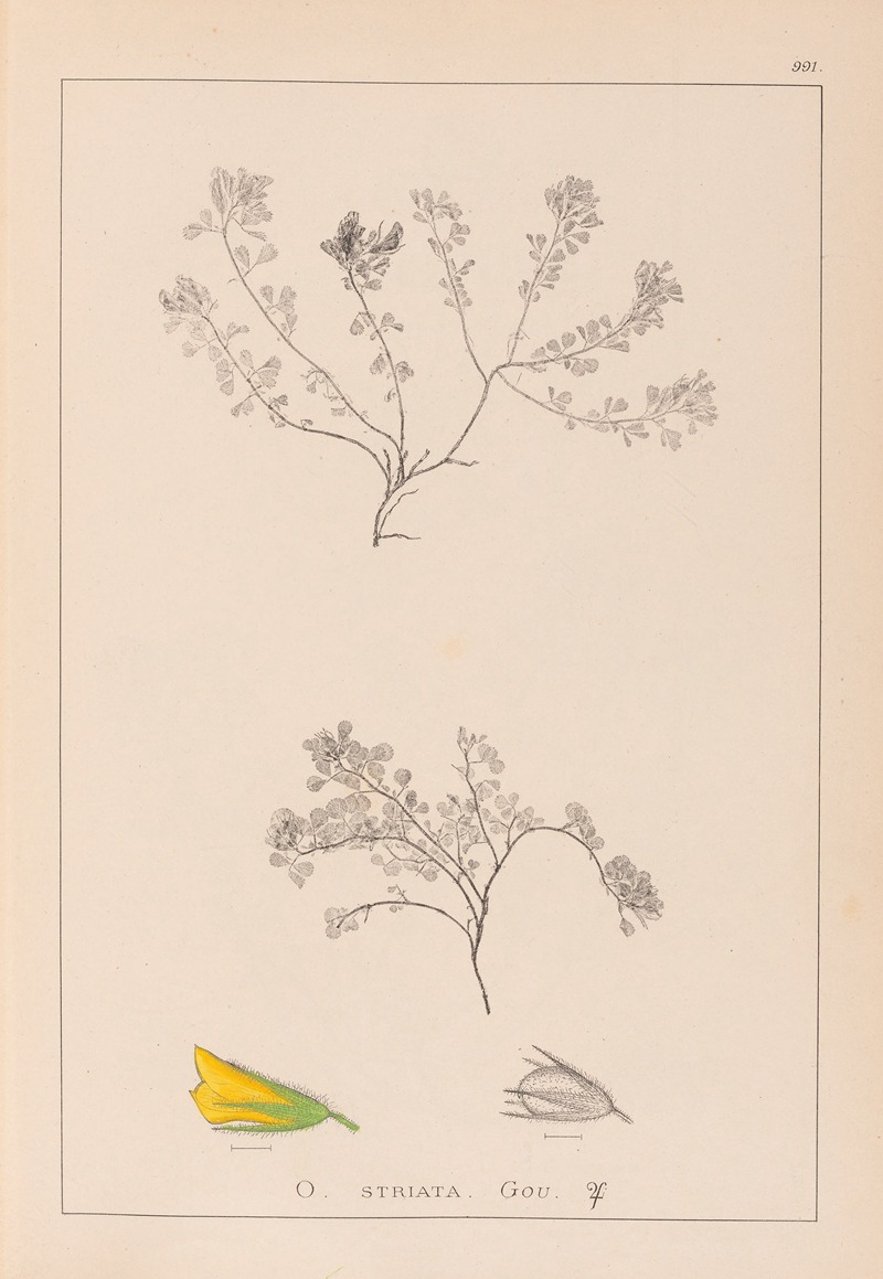 Louis Antoine Cusin - Herbier de la flore française Pl.0230