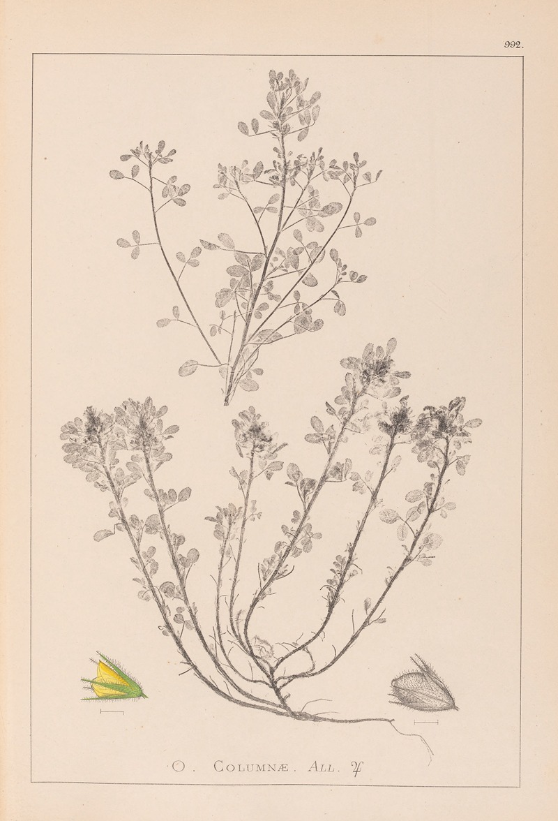 Louis Antoine Cusin - Herbier de la flore française Pl.0231