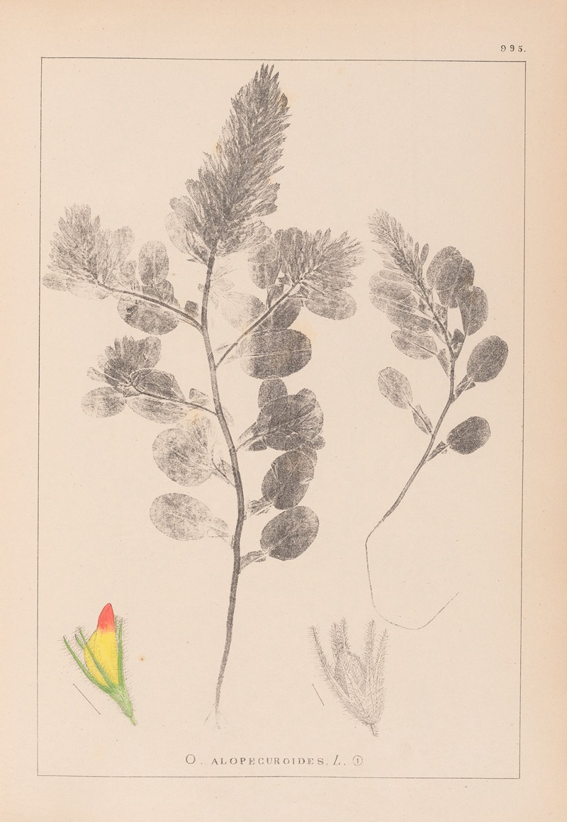 Louis Antoine Cusin - Herbier de la flore française Pl.0234
