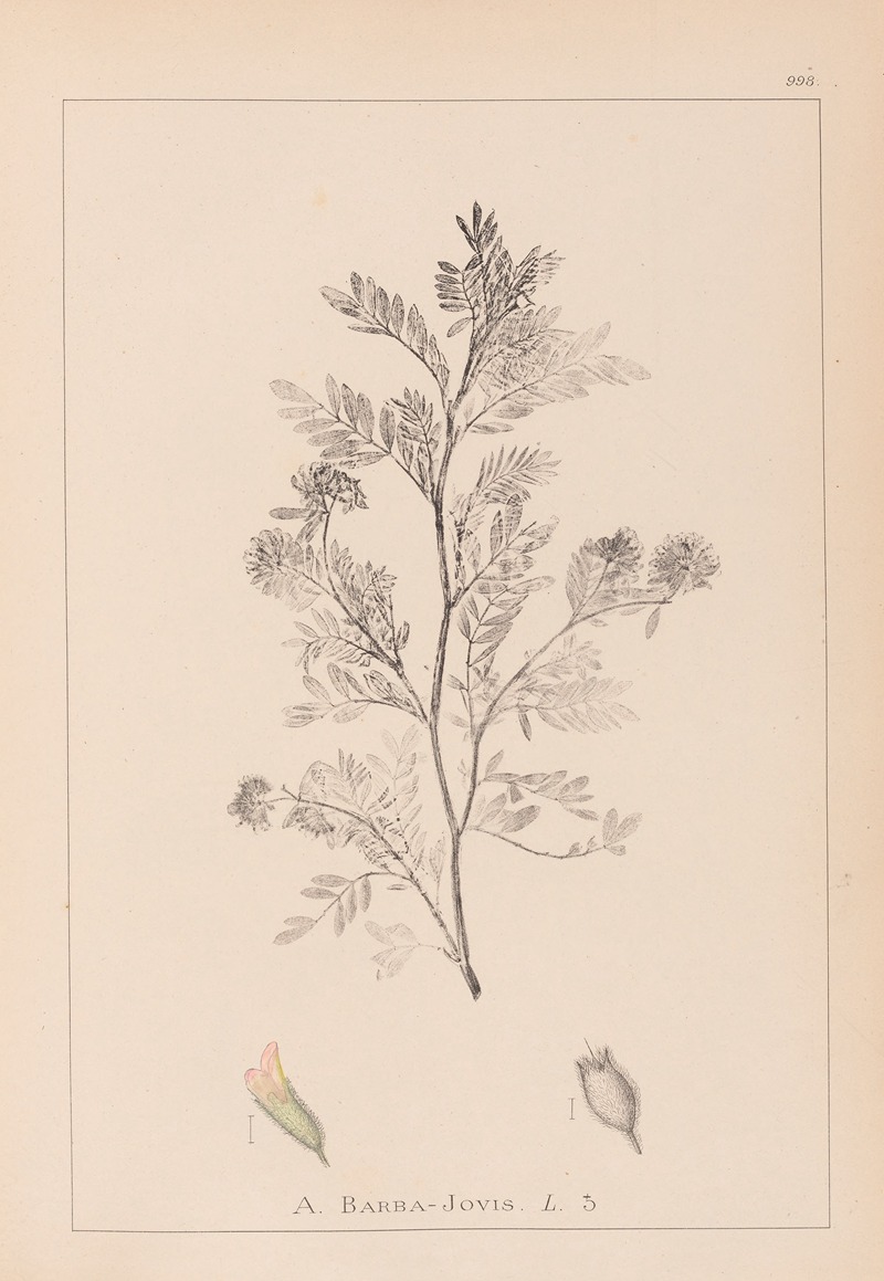 Louis Antoine Cusin - Herbier de la flore française Pl.0237