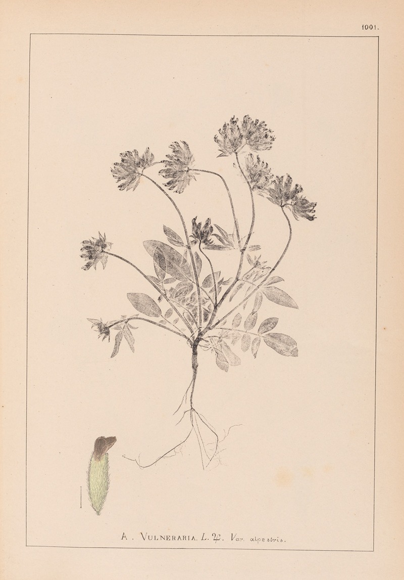 Louis Antoine Cusin - Herbier de la flore française Pl.0240