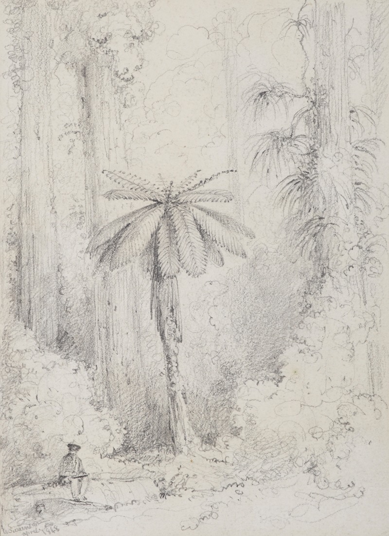 William Swainson - Silver leaved fern, Hutt forest