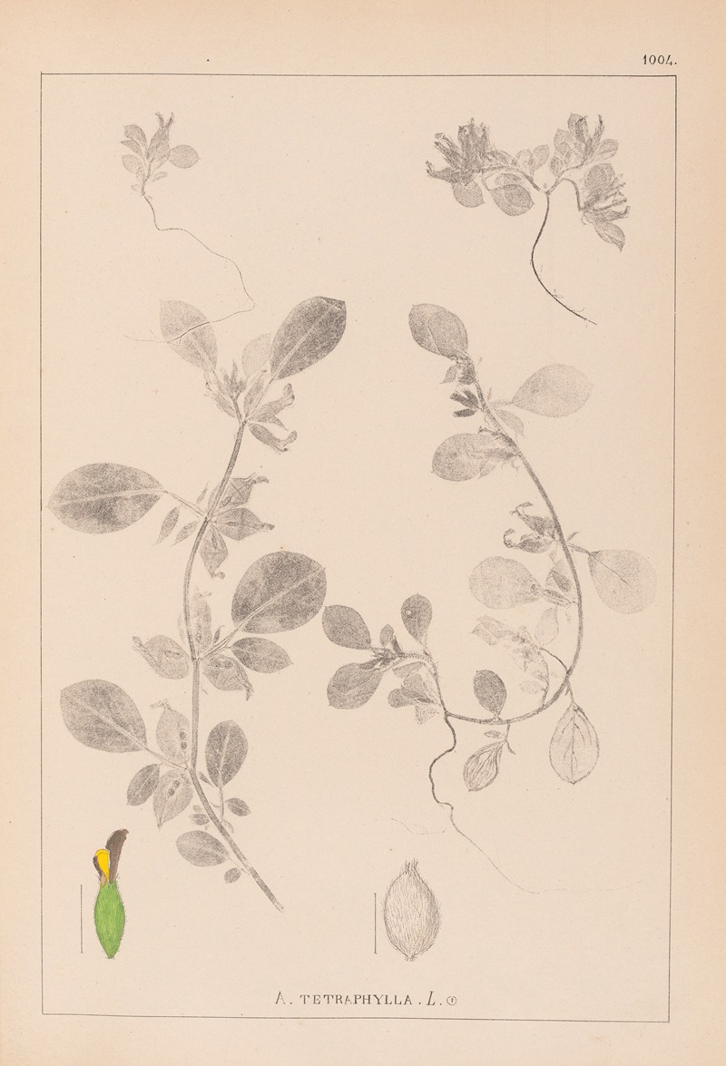 Louis Antoine Cusin - Herbier de la flore française Pl.0243