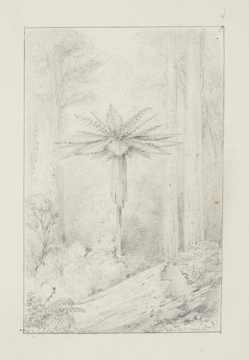 William Swainson - Soft leaved tree fern, Upper Hutt