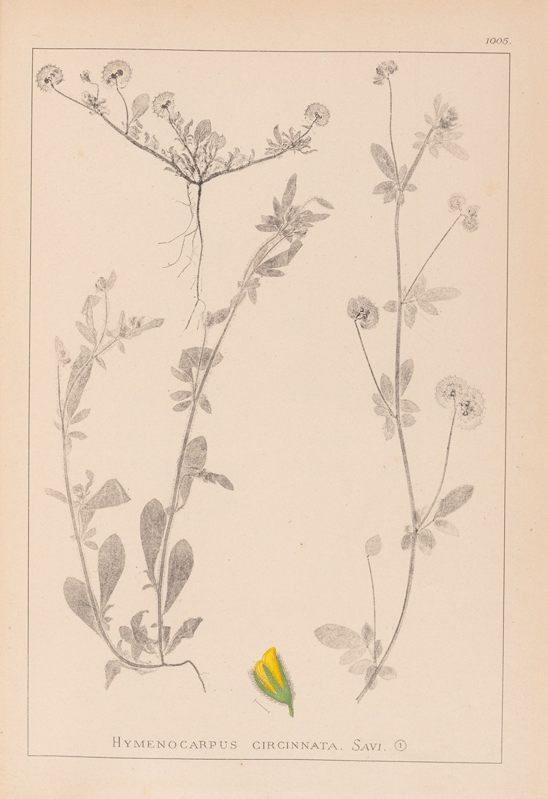 Louis Antoine Cusin - Herbier de la flore française Pl.0244