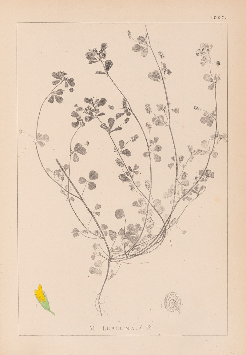 Louis Antoine Cusin - Herbier de la flore française Pl.0246