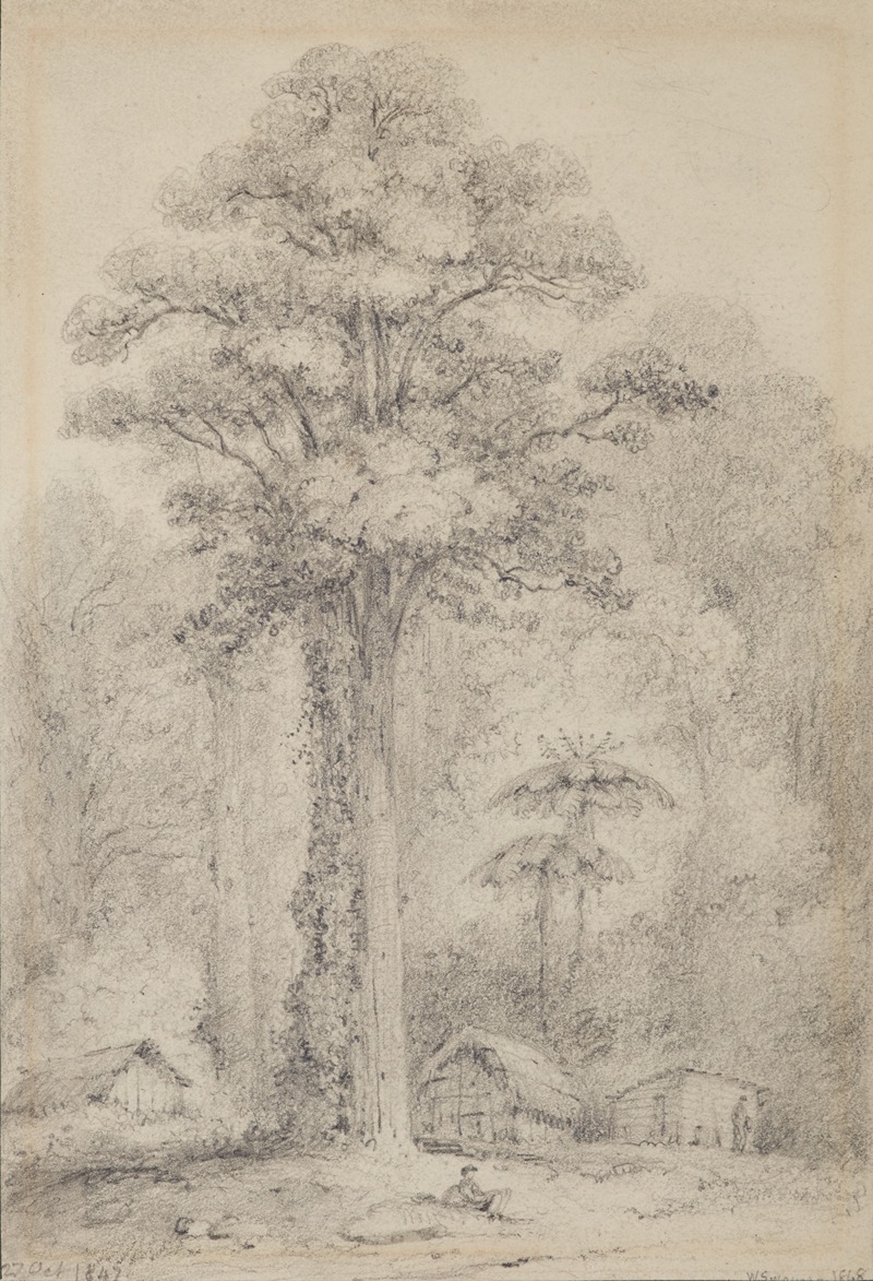 William Swainson - White pine, Stokes Valley, Upper Hutt