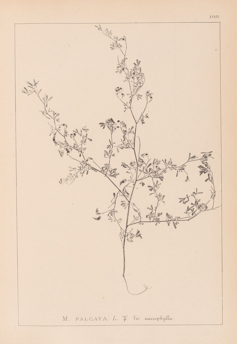 Louis Antoine Cusin - Herbier de la flore française Pl.0250